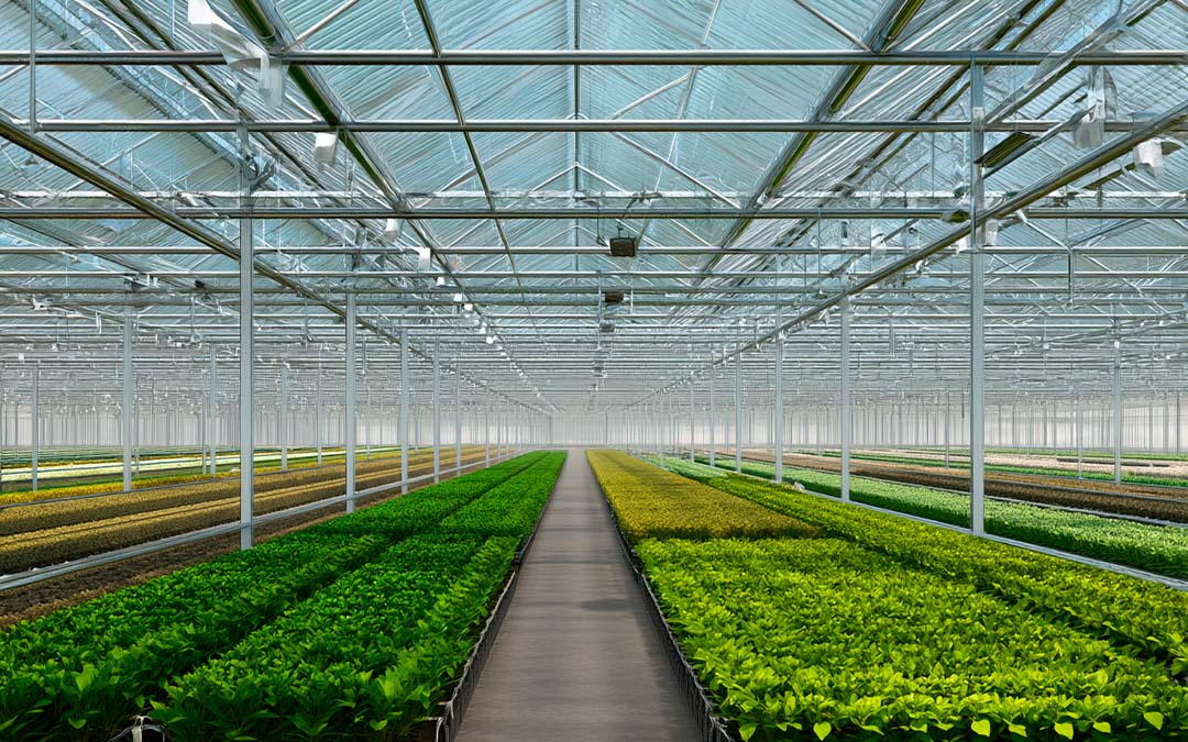 40×100×16 Commercial Production Greenhouse