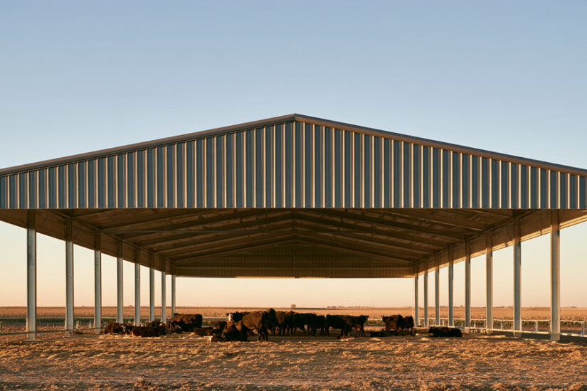 Open-front steel loafing shed sheltering a small group of beef cattle